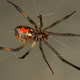 Brown widow spider